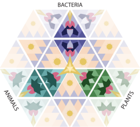 Illustration of a hexagram with colorful geometric shapes inside. Three opposing sides are labled "bacteria," "plants," and "animals."