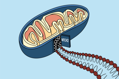 An illustration of a mitochondrion with a doorway into its membrane and a line of proteins leading in