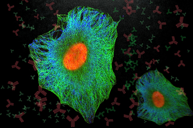 Background has antigen icons. Foreground shows 2 stringy green cell images each with an oval orange nucleus inside. 