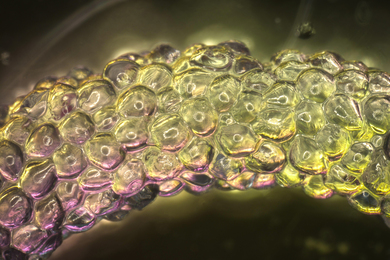 Closeup of squishy hydrogels making a rope. They look like fish eggs or clear water balloons, with pink and yellow light.