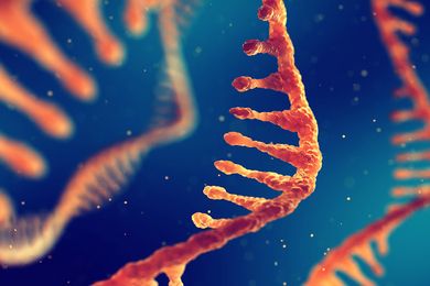Graphic showing highly zoomed-in strands of RNA that have been mostly unwound