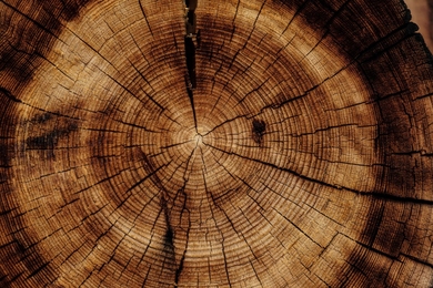 A cross-section of a tree trunk showing many growth rings