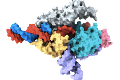 Color-coded 3D model of the Fanzor protein complex