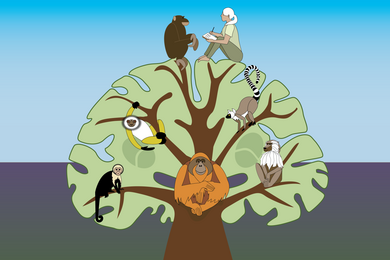 Illustration of 7 primate species in a tree with a brain-shaped canopy, with a chimp and human resembling Jane Goodall facing each other at the top