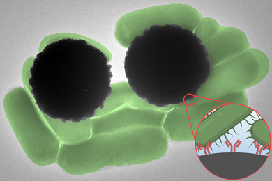 TEM image shows about 10 pill-shaped green Salmonella bacterium and 2 large Dynabeads as grey spheres. An inset shows the hairy Salmonella interacting with the Y-shaped antibodies on the Dynabeads.