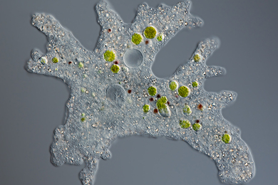 Microscopic image of an amoeba