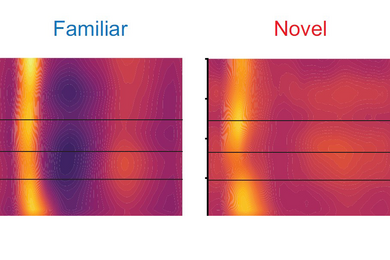 Two panels side-by-side show a colorful graph of neural activity upon a familiar or a novel stimulus. The familiar one features a bright narrow band of yellow at about 80 miliseconds. The graph at later times is magenta. The Novel panel shows a fainter yellow band at the same timepoint and a warmer hued rest of the panel.