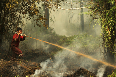 A firefighter sprays a chemical onto a smokey pile in a dense forest. 