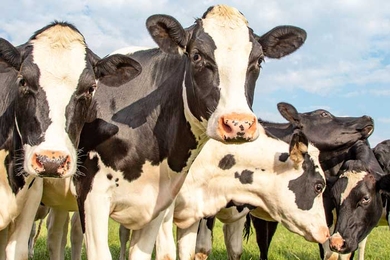 Six cows on pasture during sunny day