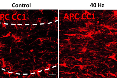 Two panels show red-stained cells, the left labeled "Control," the right labeled "40Hz." There are many more cells in the right-hand panel.