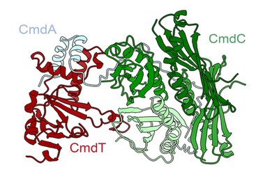 Color-coded illustration of folded ribbon-like structures of proteins.