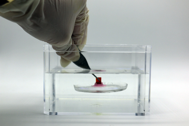 Underwater adhesive submerged in liquid