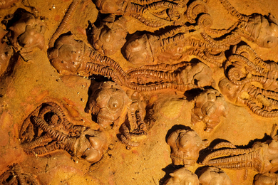Fossil wall of various species