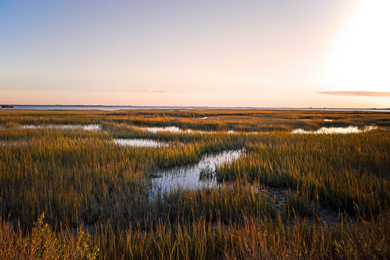 Coastal wetlands at sunrise on a clear day