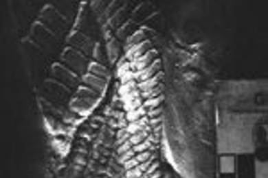 One of the fossils found in rock from the White Sea of Russia.