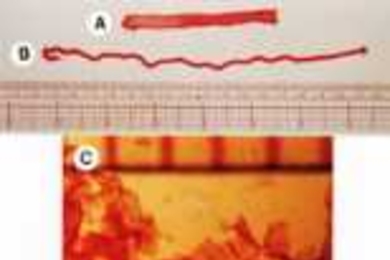 Fabrication of various geometric shapes of sapeptide scaffolds. (A) The tape is approximately 8cm long, 0.5cm wide and 0.3mm thick. (B) The rope is about 2mm in diameter. (C) Membrane form.