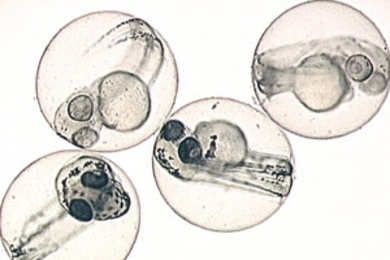 This image depicts a group of Zebrafish embryos at 2 days of age. The bottom (darker) pair are the wild type and the top two have mutations in a gene encoding a vacuolar-ATPase subunit, which causes the fish to have less pigment.