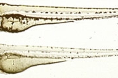 This image shows a pair of zebrafish embryos at three days of age. The top specimen is the wild type and the bottom specimen has a mutation in a gene encoding a vacuolar-ATPase subunit, which causes the fish to have less pigment.