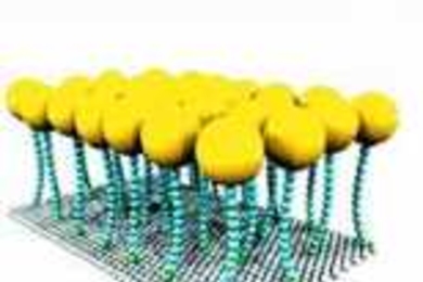 Schematic showing the creation of MIT's "smart surface." Steps include creating a field of molecules topped with "hats" (top), then removing the hats so the molecules stand at a precise distance from each other (middle). When a positive electrical potential is applied, the water-loving tops bend down. The loops now exposed are water-repelling (bottom). Reverse the electrical potential and the mole...