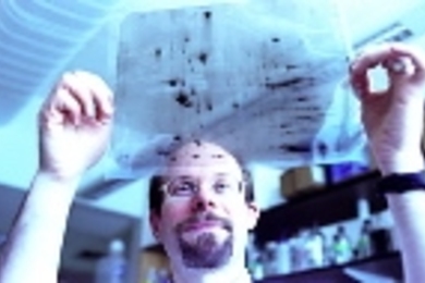 Professor Michael Yaffee surveys a gel in his lab at the Center for Cancer Research.