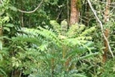 Tongkat Ali, the tree that "cures 1,000 diseases."