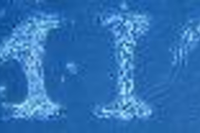 Neurons spell out MIT, the work of Sawyer Fuller (S.B. 2000, S.M. 2003) and Neville Sanjana, a graduate student in brain and cognitive sciences.