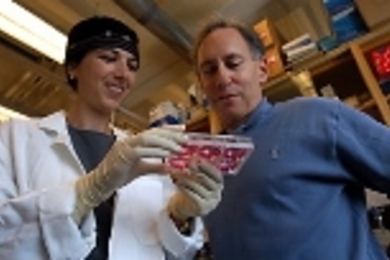 Shulamit Levenberg, research associate in chemical engineering (left), and Professor Robert Langer survey 3-D scaffolds "seeded" with human embryonic stem cells.