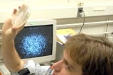 Alexander van Oudenaarden, biophysicist and assistant professor of physics, surveys slide on which E.coli bacteria is present. On monitor behind him is an image of the clumping of bacteria that occurs when they are threatened.