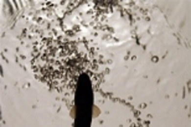 The view from below a rainbow trout (Oncorhynchus mykiss) swimming in between vortices (revealed here with bubbles) shed by a cylinder placed in an experimental flow tank.
