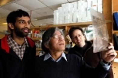 Graduate student Arvind Govindarajan (left), Professor Susumu Tonegawa (center) and postdoctoral fellow Ray Kelleher look at films in the lab.