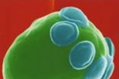 Saccharomyces cerevisiae (baker's yeast).