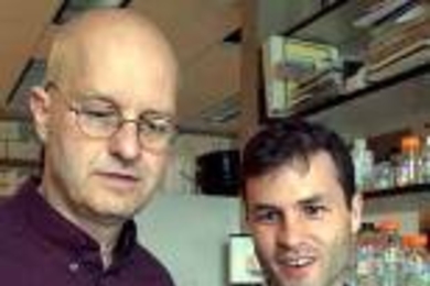 Biology professor Leonard Guarente, left, and research scientist FrÃ©dÃ©ric Picard examine mammalian fat cells to see how the Sirt1 protein affects them.