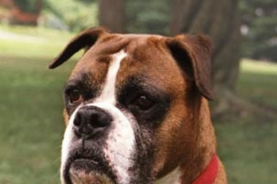 Tasha, the boxer whose DNA was recently sequenced by scientists.