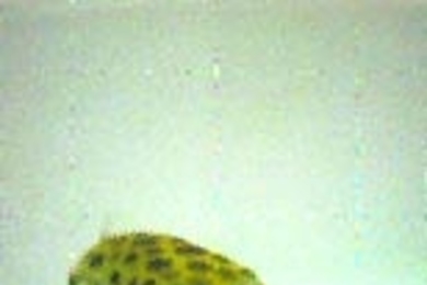 Puffer fish, or Tetraodon nigroviridis