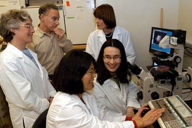MIT heart tissue researchers include, from left, HST research scientist Dr. Lisa Freed;  Professor Robert Langer; HST research engineer Hyoungshin Park (seated);  HST principal research scientist Gordana Vunjak-Novakovic, and HST postdoc Milica Radisic (seated).