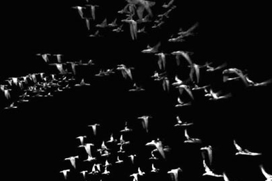 This image, generated in Maya 5.0-6.0, is part of 'The Body +' exhibit at the MIT Museum through May 1.