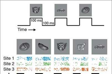 Neurons in a purely visual brain region called the inferotemporal (IT) cortex respond selectively to different images. As pictures were randomly presented to the monkey during specific intervals (top), neurons at different sites in IT produce distinct patterns of activity to each picture (bottom). For example, neurons at site 1 favor the toy and the yam, while neurons at site 3 prefer the monkey f...