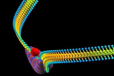 Here, a soliton (blob with red and blue stripes) moves along a conducting polymer chain (aqua and yellow for hydrogen and carbon). The soliton blob causes a localized bend in the chain. The traditional way to make polymer actuate is to dope the material with an ion such as sodium, represented by the red dot.