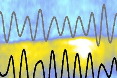 Brain waves called theta rhythms, shown simultaneously recorded in the hippocampus (grey) and prefrontal cortex (black), are shown reaching peak synchrony (the yellow streak and white blob).