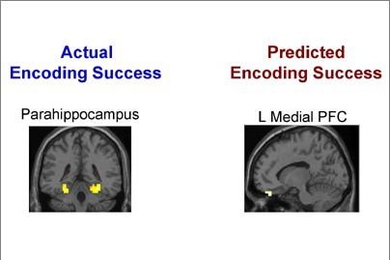 Greater activation in the medial temporal lobe (MTL on the left) makes it more likely that a fact will actually be remembered. Greater activation in left ventral prefrontal cortex (on the right) corresponds to subjective prediction that a fact will be remembered ("judgment of learning").