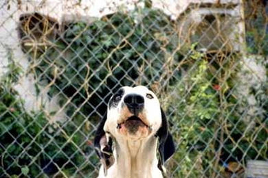 Still from Francis Alys' 'El Gringo' (2003), one of the videos in 'Critters,' playing on the Media Test Wall at the List Visual Arts Center from Oct. 31-Dec. 31.