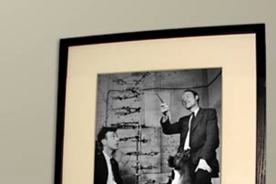 Dogs of different breeds look up at a photo of James Watson and Francis Crick with a model of the structure of DNA. Researchers have just announced they have sequenced the dog genome.