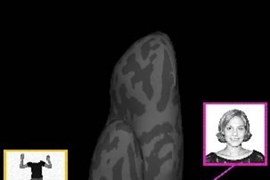 By increasing the resolution of brain scans, MIT scientist Nancy Kanwisher and colleagues have shown that brain regions that specialize in  recognizing faces (pink area) and those that specialize in bodies (yellow area) are close but distinct.