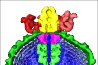 Structure of epilson15 bacteriophage, a virus that infects Salmonella. One end of the DNA genome (blue) is poised for injection into a host cell.