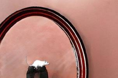 Picower Institute research indicates rats mentally replay their most recent actions--in reverse. The study may shed light on mechanisms of learning and memory.