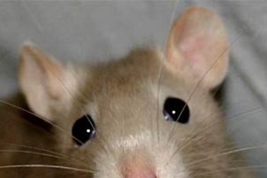 A rat's whiskers help the animal create a topographic map of its surroundings in its brain, MIT researchers report.