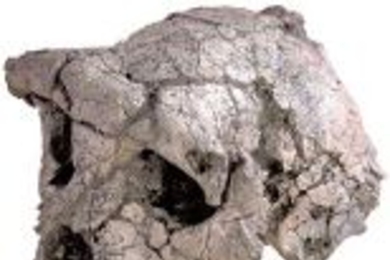 A new study raises questions about the evolutionary interpretations that stem from this famous ToumaÃ¯ fossil.