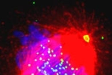 Chromosomes (blue) are shown being pulled apart by microtubules (red). The two yellow spots are the organizing centers required for assembling microtubules. MIT researchers recently pinpointed two proteins that are key to normal cell division.