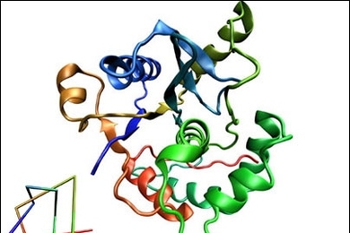 MIT researchers recently found that human ubiquitin hydrolase, shown here, has the most complicated knot ever observed in a protein. The simplified diagram, inset, shows the knot in the protein, which crosses itself five times.