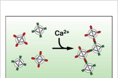 Sensing calcium as it flows into neurons following firing can potentially track information flow throughout the brain's circuitry. Now, an MIT team has developed a calcium contrast agent for non-invasive magnetic resonance imaging detection. At top, a schematic shows how nanoparticles coated with two proteins (red and green) form mixed aggregates in the presence of calcium. The bottom panel shows ...